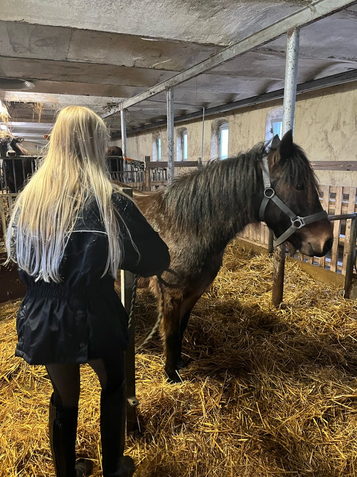 Knabstrupper vallak 3 år