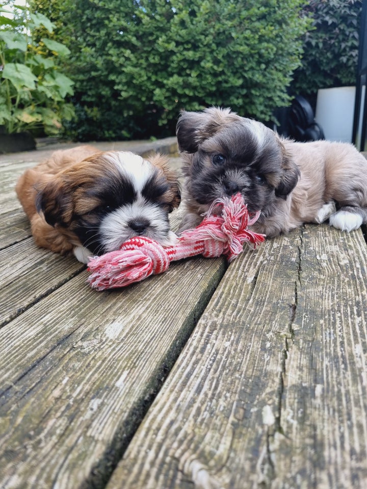 Shih tzu  hvalpe 7 uger