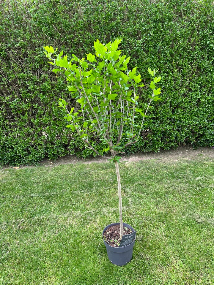 Staude Hibiscus