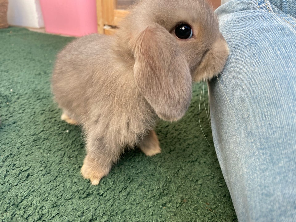 Kanin, Mini lop, 0 år