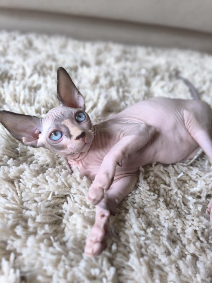 Sphynx, flere killinger, 12 uger