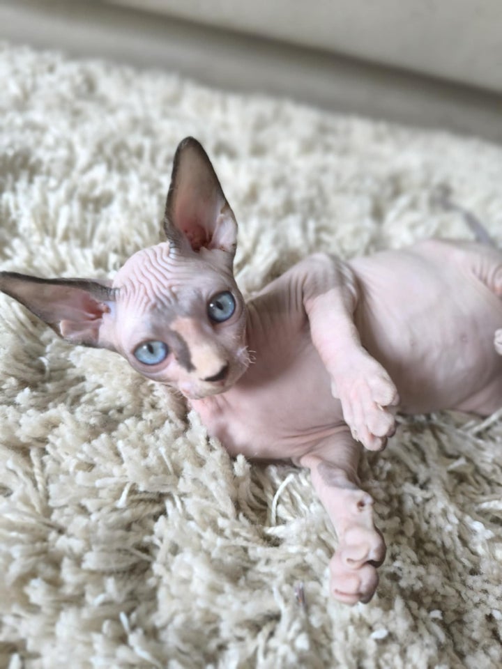 Sphynx, flere killinger, 12 uger