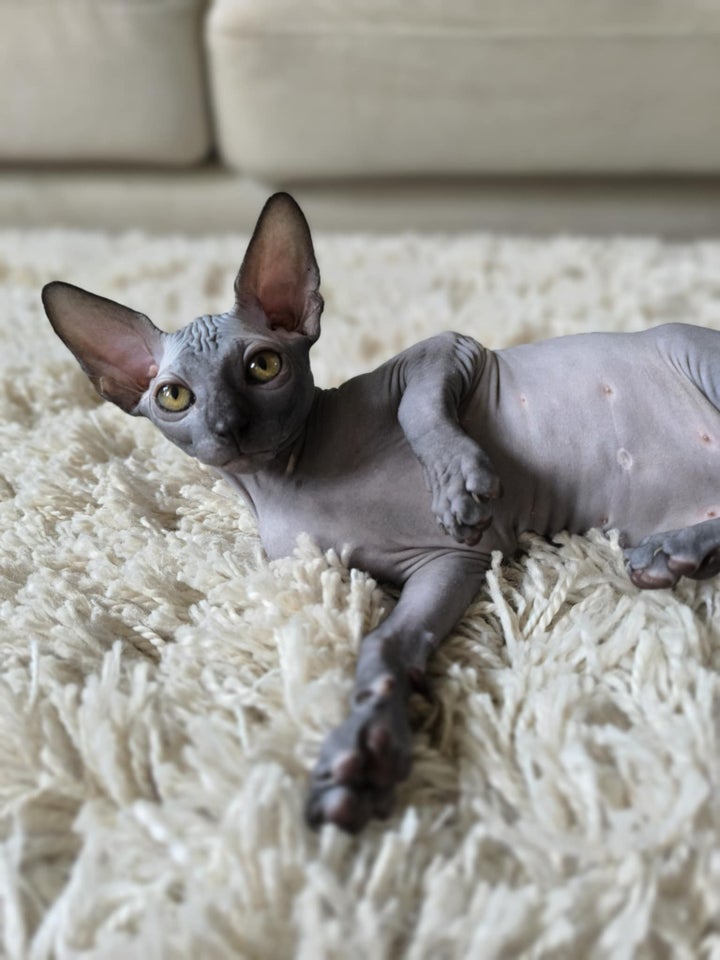 Sphynx, flere killinger, 12 uger