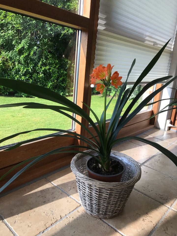 Stueplante CLIVIA