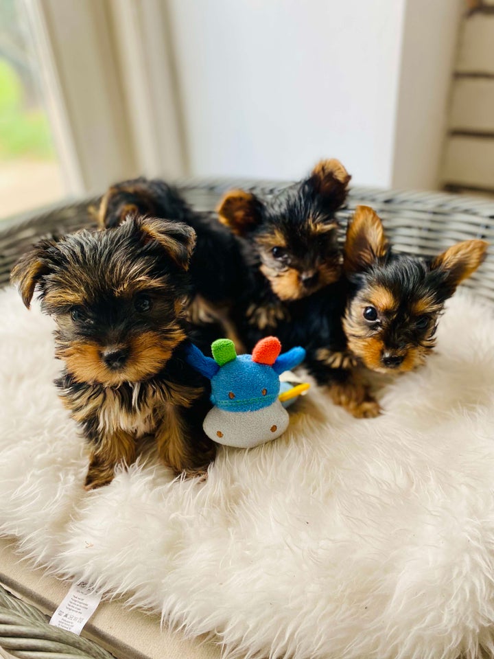 Yorkshire terrier , hvalpe, 8 uger