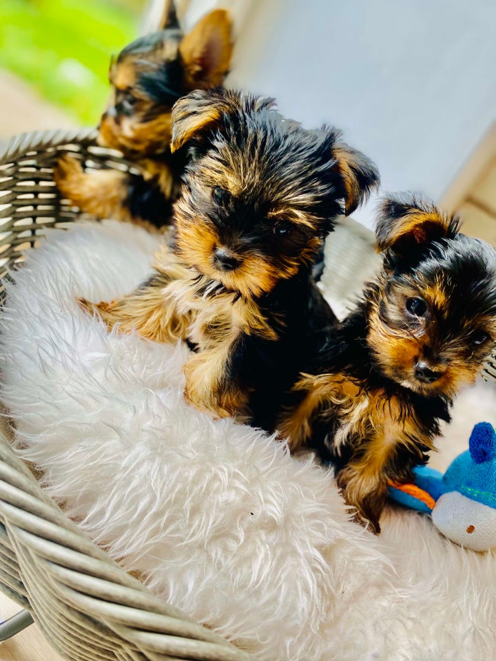 Yorkshire terrier , hvalpe, 8 uger