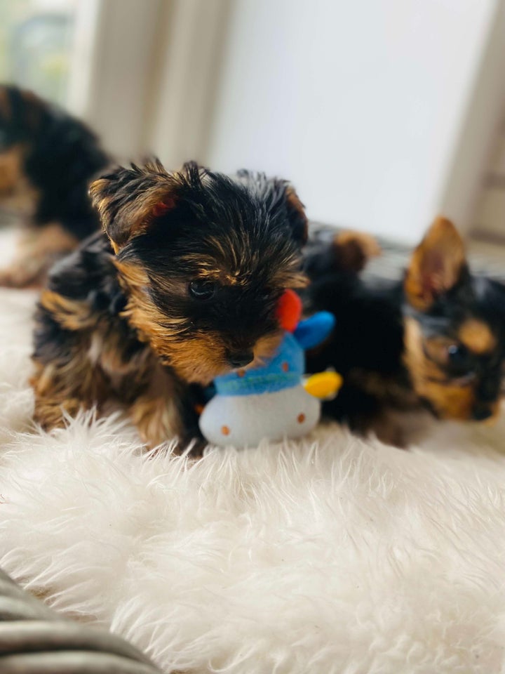 Yorkshire terrier , hvalpe, 8 uger