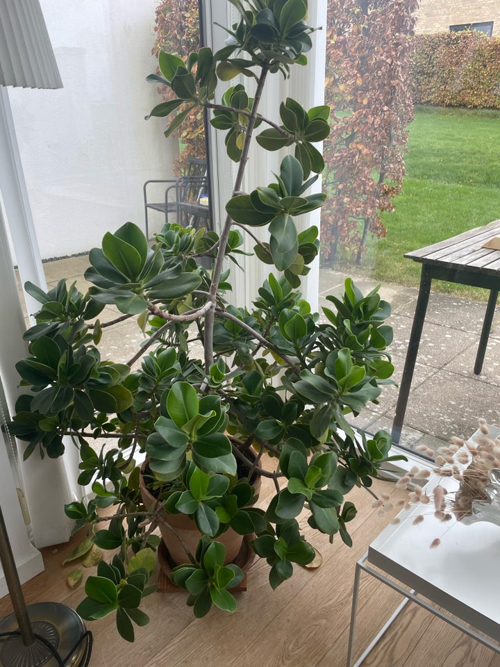 Stedsegrøn plante