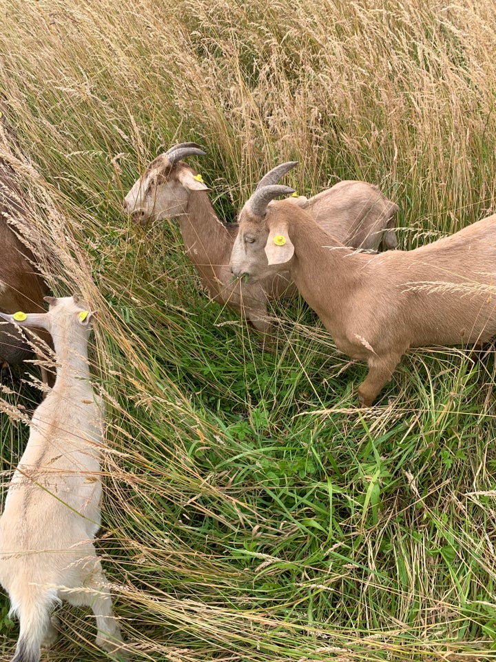 ein Lille gedefamilie er so