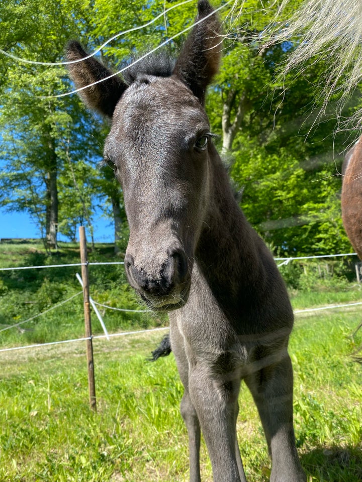 Islænder hingst 1 år