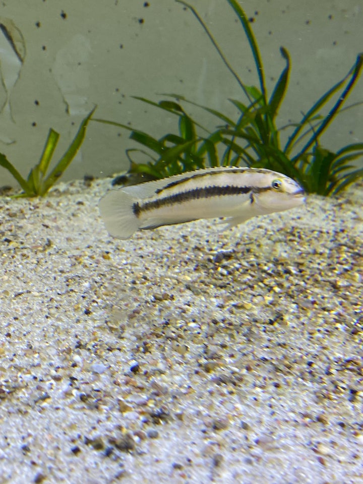 telmatochromis vittatus ‘kipili’