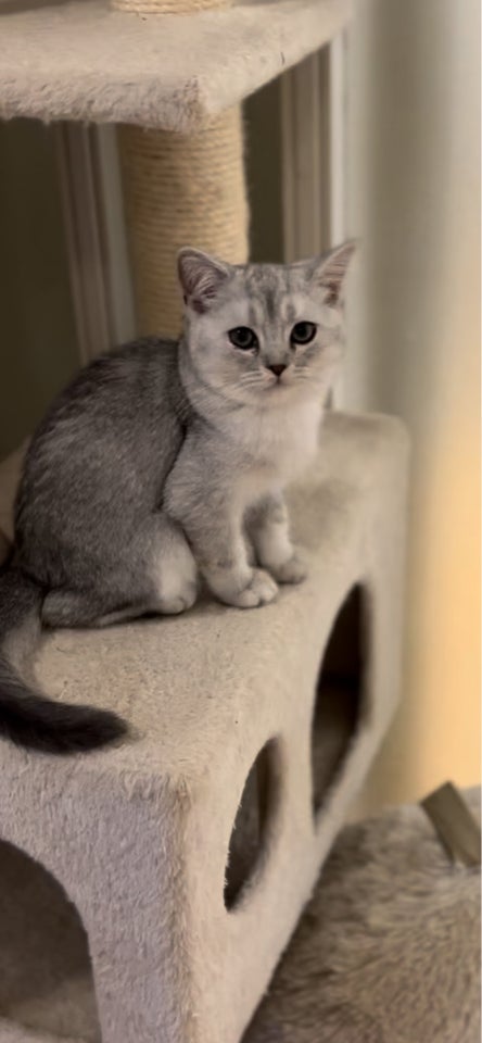 Hunkilling, British Shorthair , 4