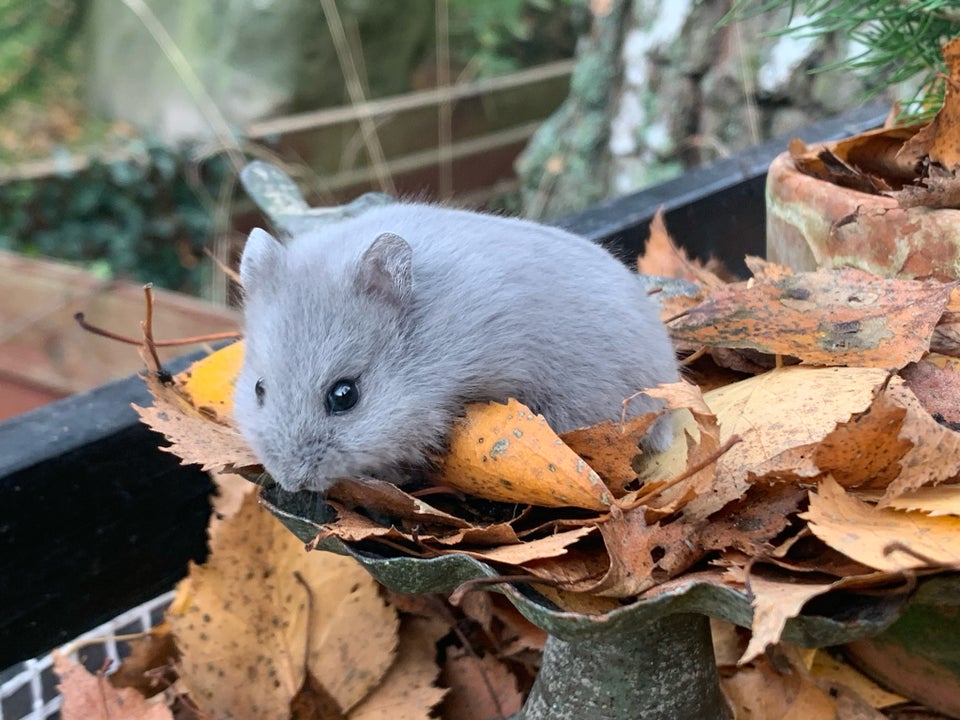 Dværghamster, Campbell, 0 år