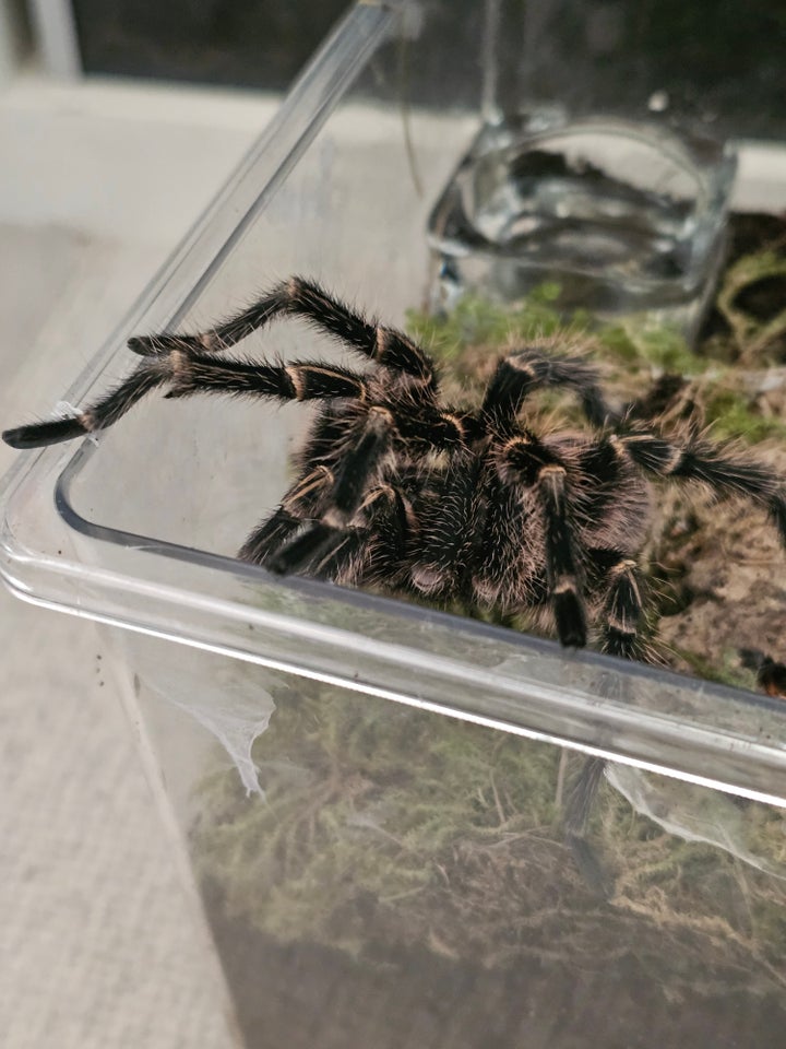 Edderkop Grammostola pulchripes