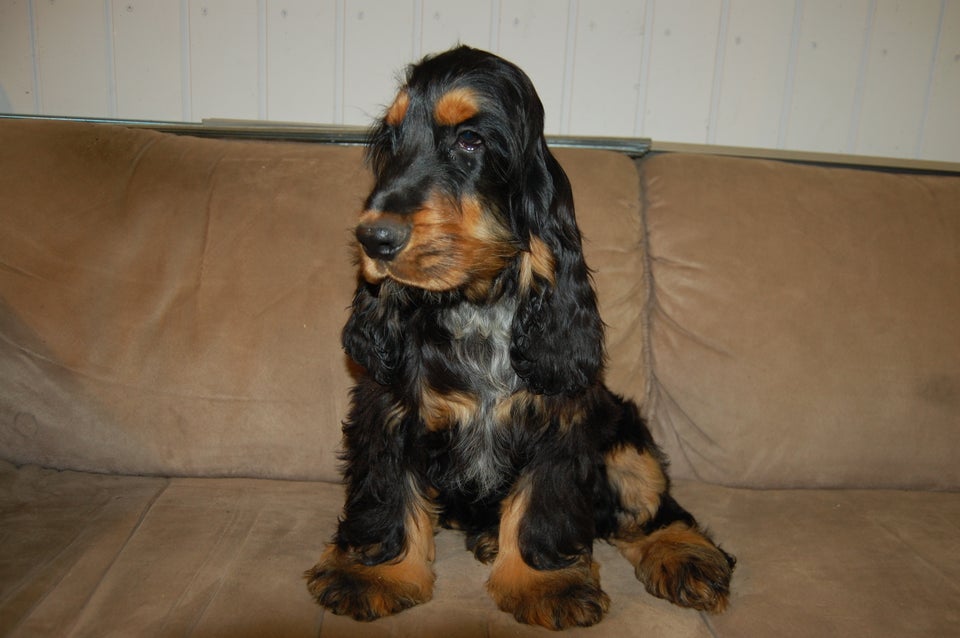 Cocker spaniel, hvalpe, 5 mdr.