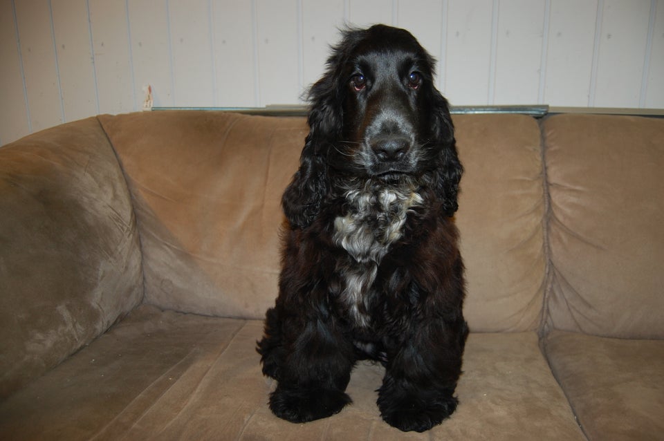 Cocker spaniel, hvalpe, 5 mdr.