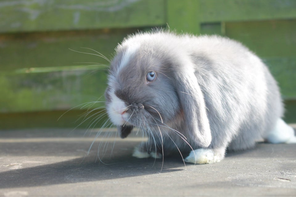 Kanin, Dværgvædder/Mini lop, 0 år