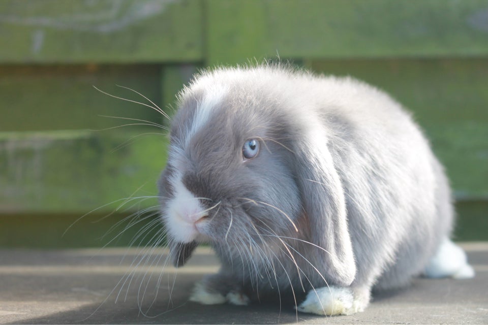 Kanin, Dværgvædder/Mini lop, 0 år