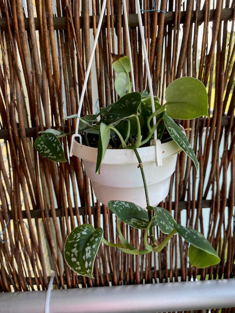 Stueplante Pothos Scindapsus