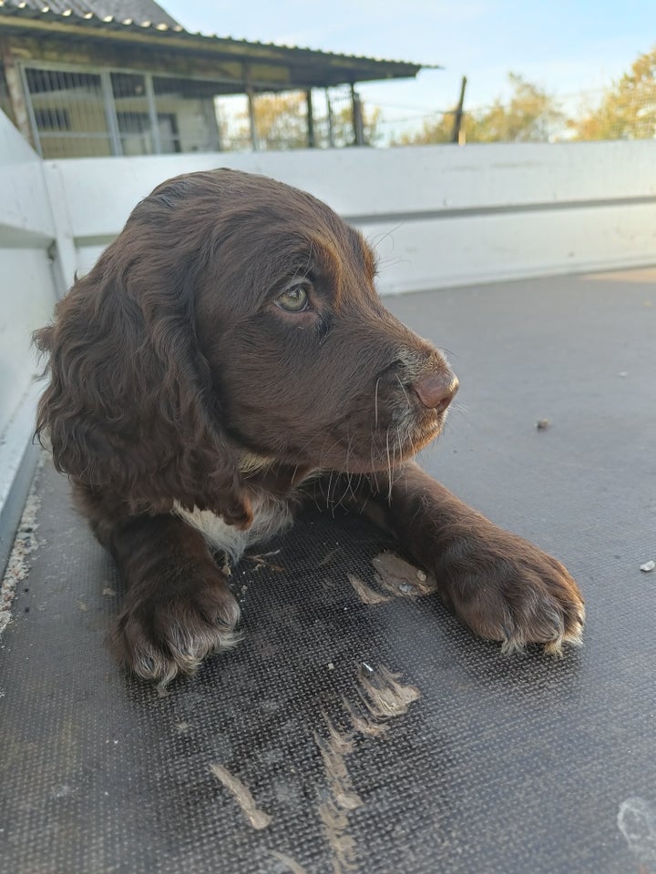 Brune spaniel hvalpe