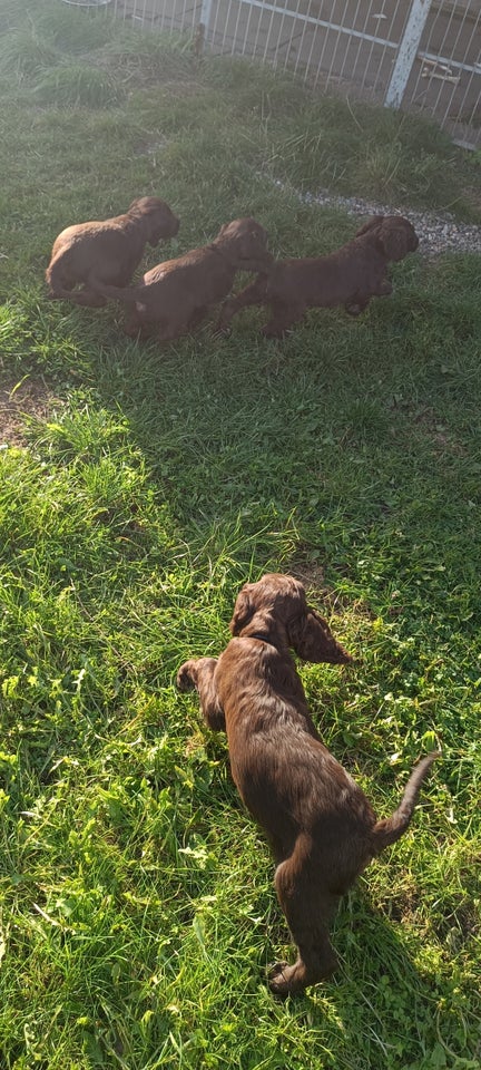 Brune spaniel hvalpe