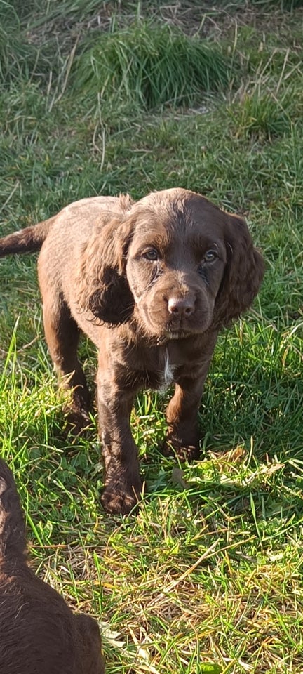 Brune spaniel hvalpe