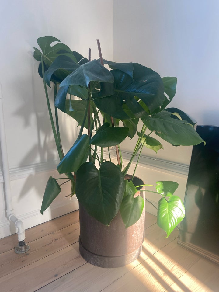 Philodendron Philodendron