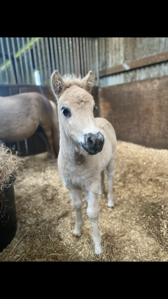 Shetlandspony hingst 0 år