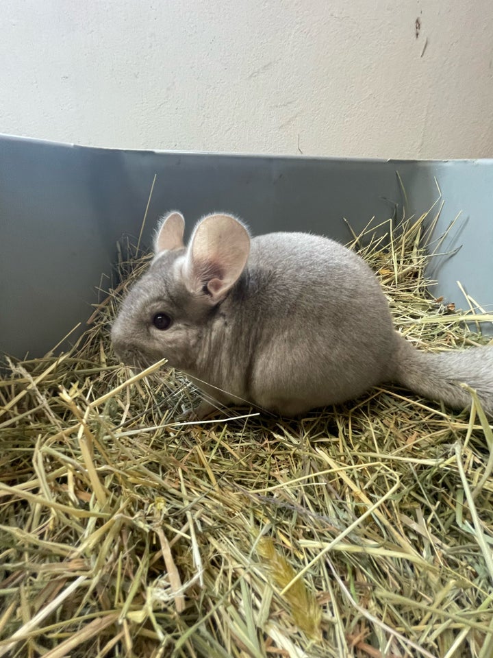 Chinchilla, 290424 år