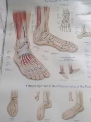 Anatomisk plakat Erler Zimmer