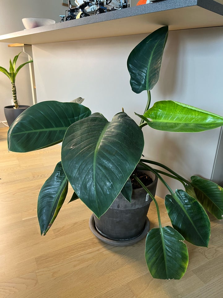 Stueplante, Philodendron