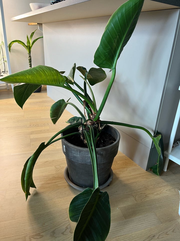 Stueplante, Philodendron