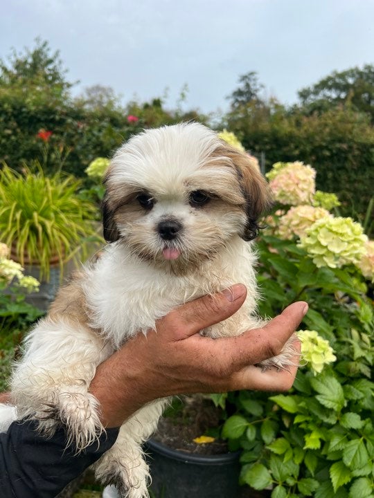 Lhasa Apso, hvalpe, 6 mdr.