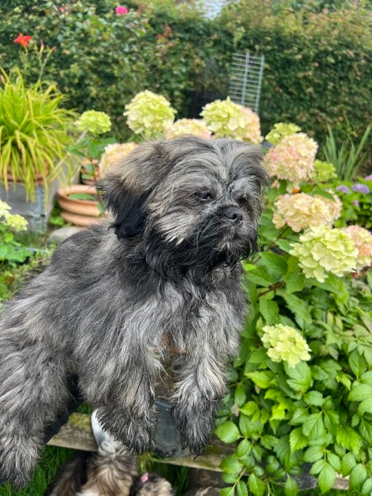 Lhasa Apso, hvalpe, 6 mdr.