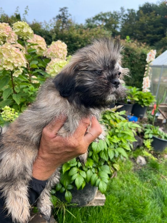 Lhasa Apso, hvalpe, 6 mdr.