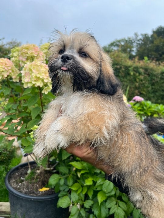 Lhasa Apso, hvalpe, 6 mdr.