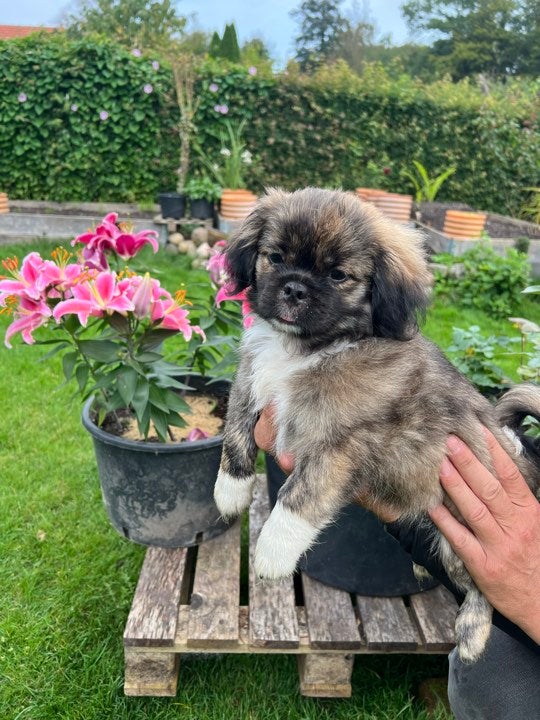 Lhasa Apso, hvalpe, 6 mdr.