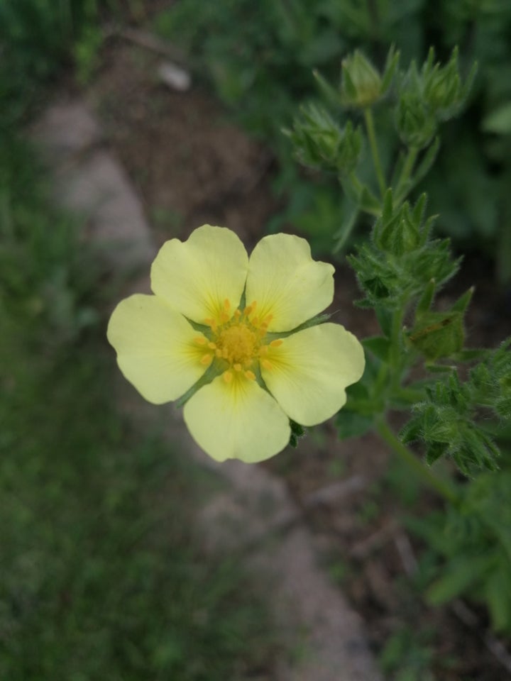 Stauder, Potentilla recta var.