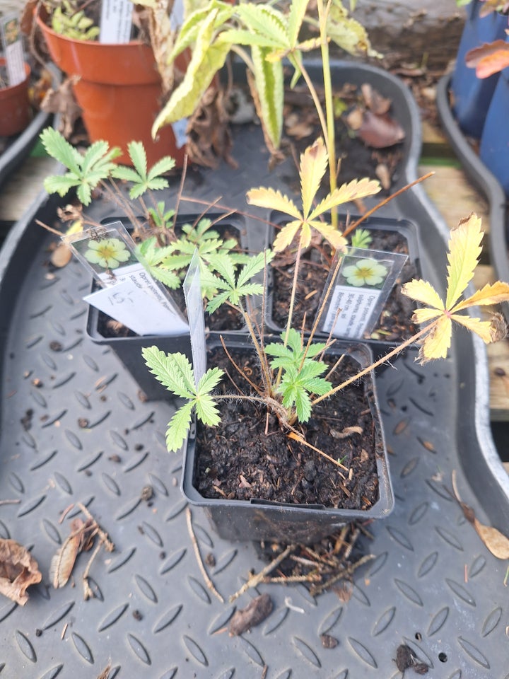 Stauder, Potentilla recta var.