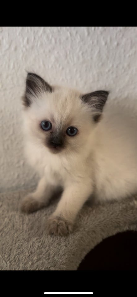 Hankilling, Ragdoll, 8 uger