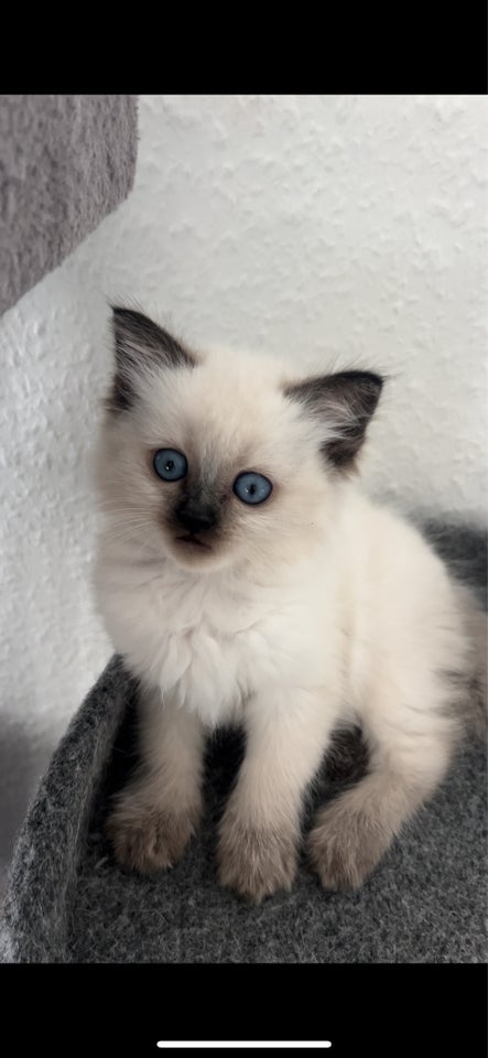 Hankilling, Ragdoll, 8 uger