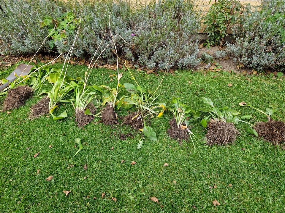 Staude, Hosta