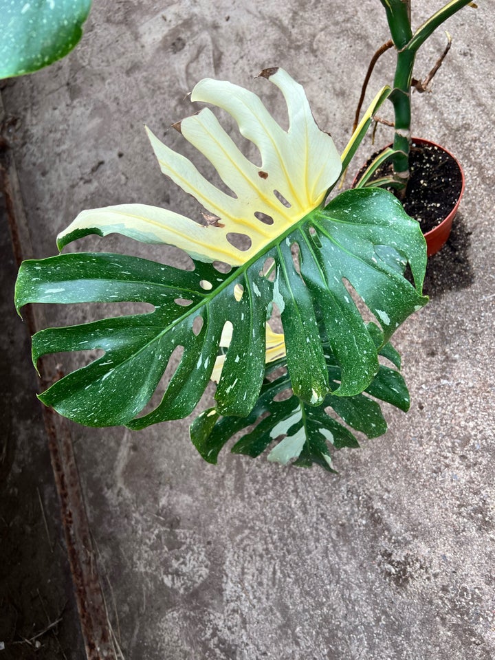 Monstera Monstera Thai