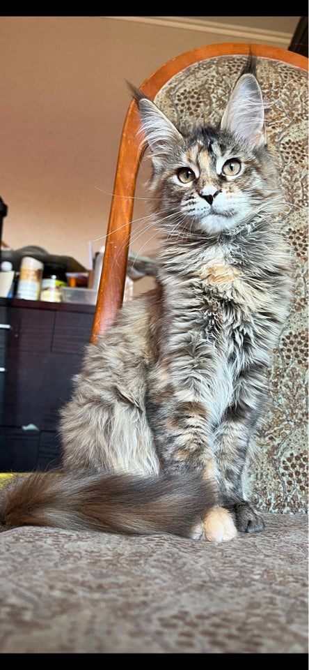 Maine Coon, hunkilling, 4 mdr.