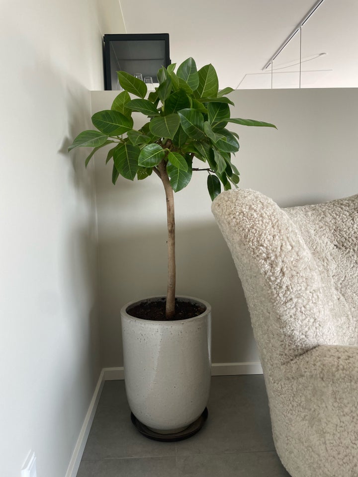 Opstammet ficus Opstammet ficus