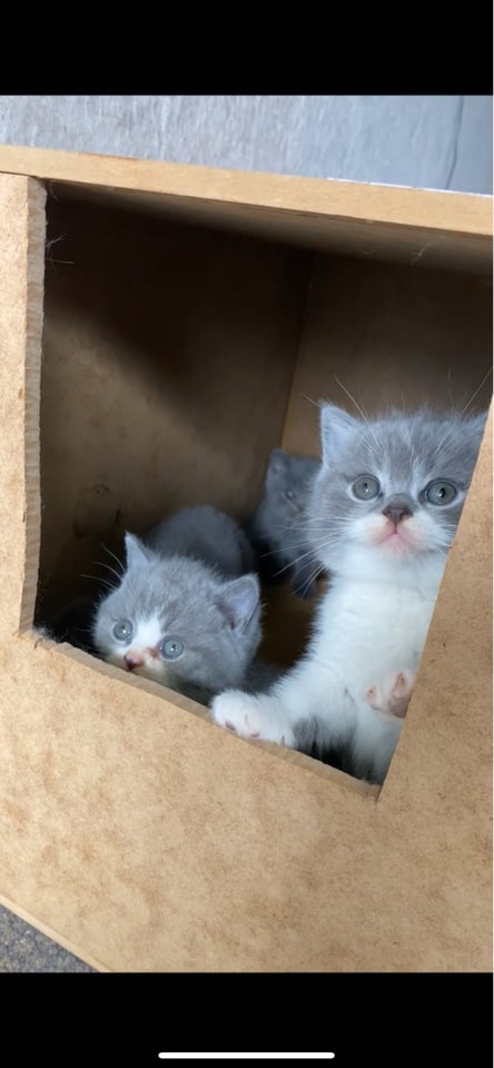 British Shorthair, flere