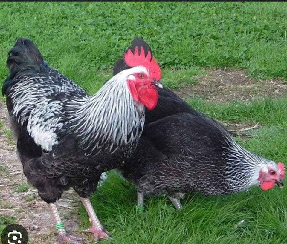 Kyllinger 40 stk