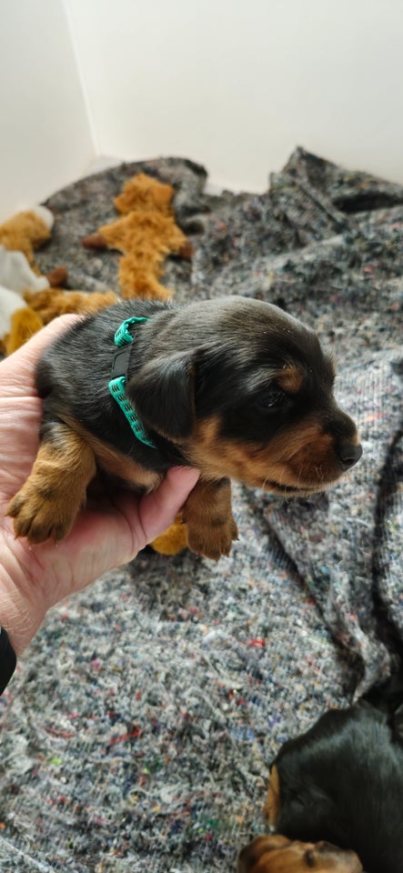 Maltese/Yorkie terrier hvalp