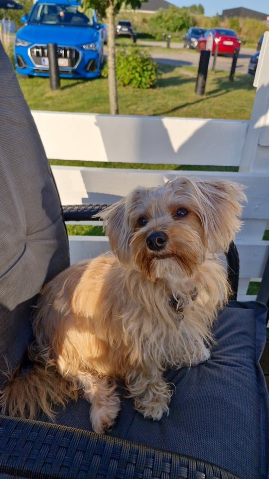 Maltese/Yorkie terrier hvalp