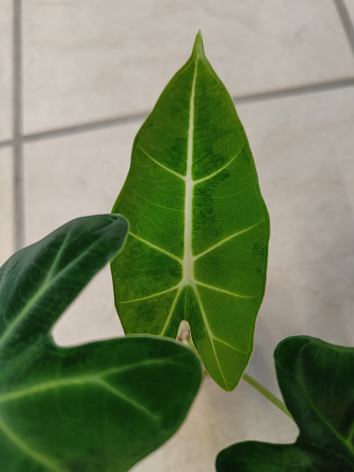 Alocasia, Green on green